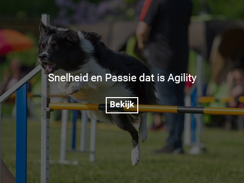 agility-gallery-photo-thumb 2