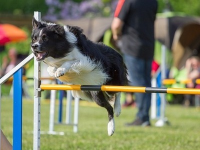 agility-gallery-photo-thumb