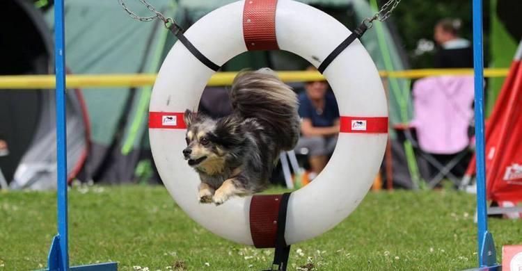 agility-kc-hoogeveen-behendigheid-10-pagebanner