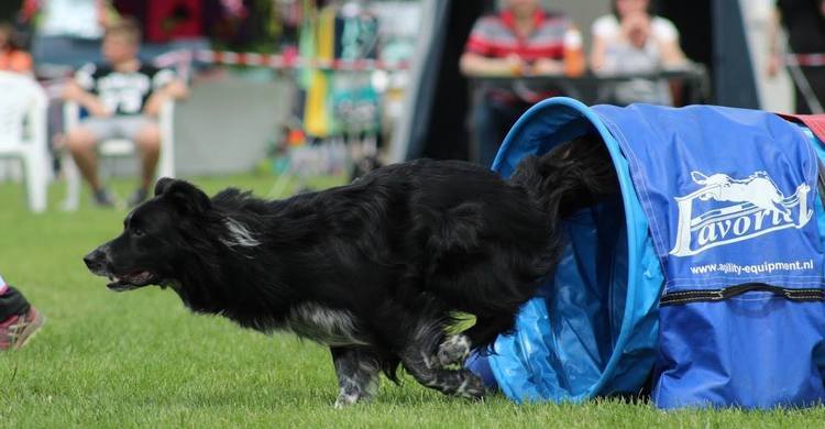 agility-kc-hoogeveen-behendigheid-12-pagebanner