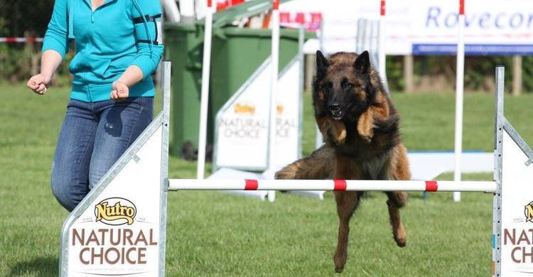 agility-kc-hoogeveen-behendigheid-9-pagebanner