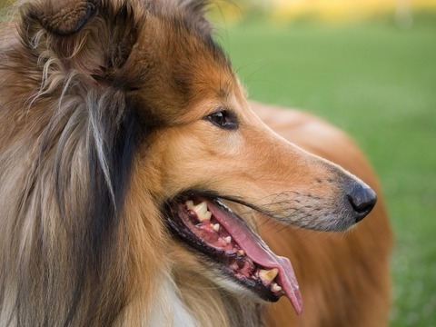 collie-gallery-photo-thumb 2