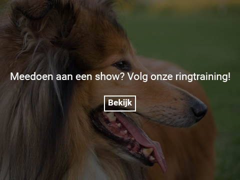 collie-gallery-photo-thumb 2