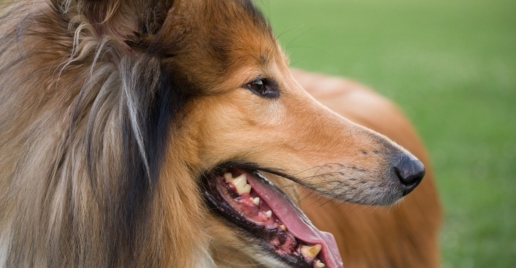collie-pagebanner