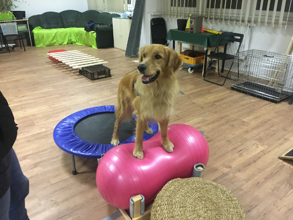 fitness-hunde-muskelaufbau-koordination-foerdern