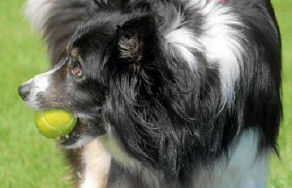 flyball-flyball-newsthumb