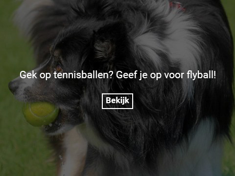 flyball-gallery-photo-thumb 2