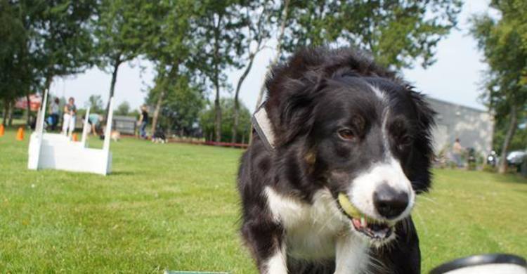 flyballjaimy-pagebanner
