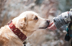 gehoorzaamheid-koekje-newsthumb