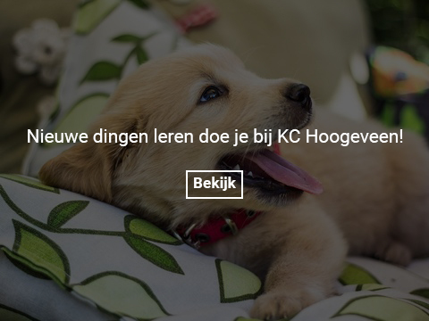 goldenpup-gallery-photo-thumb 2