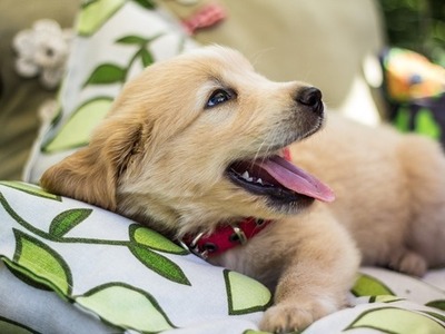 goldenpup-gallery-photo-thumb