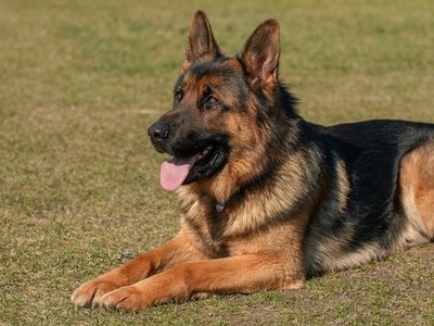 herder-gallery-photo-thumb