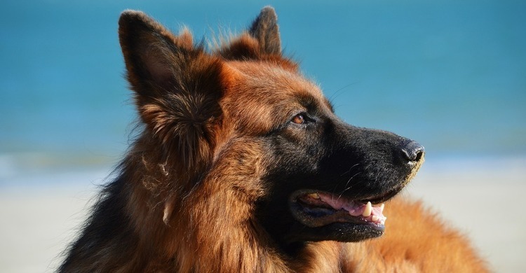 herder-pagebanner