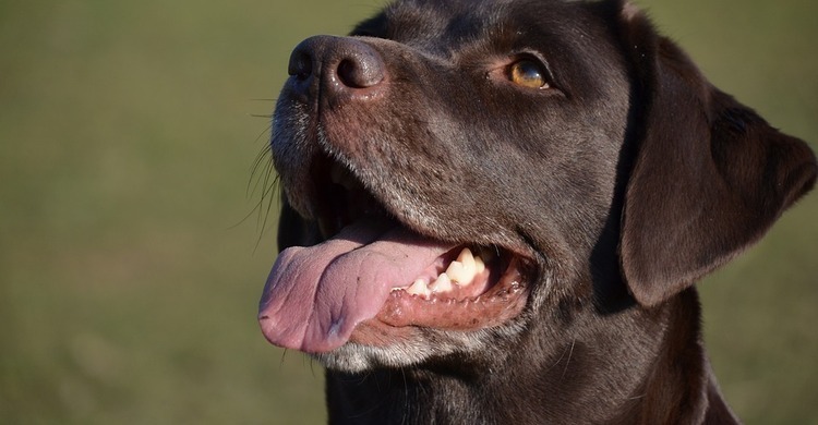 obedience-pagebanner-2