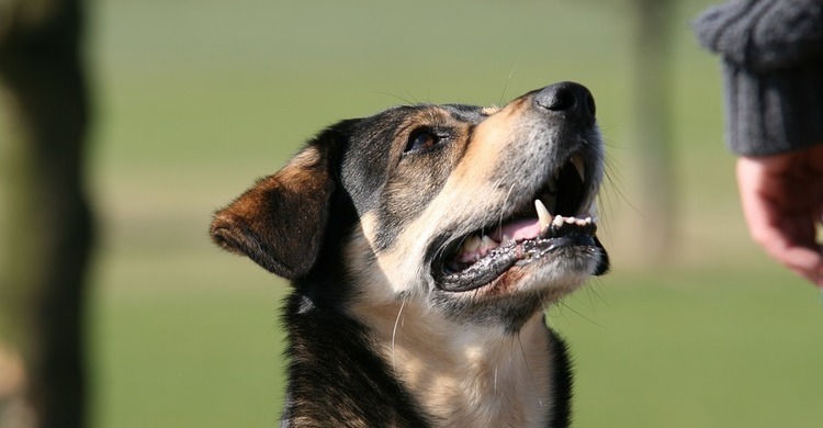 obedience-pagebanner