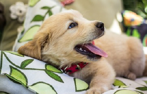 puppen-goldenpup-newsthumb