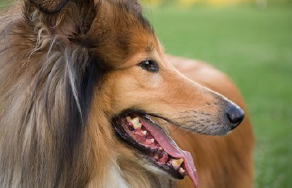 ringtraining-collie-newsthumb
