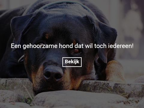 rotweiler-gallery-photo-thumb