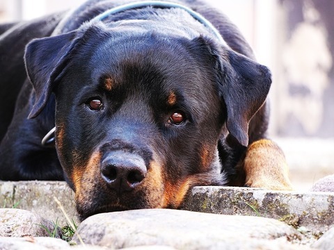 rotweiler-gallery-photo-thumb