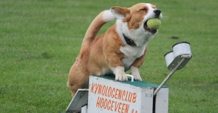 Scott_pagebanner