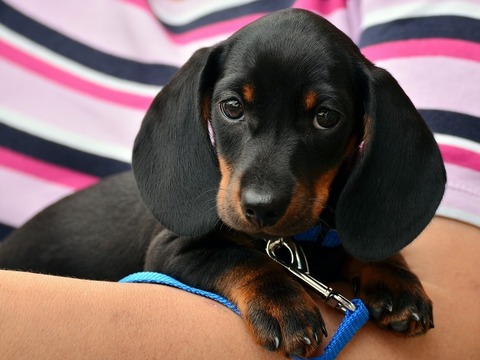 Kind-Hond