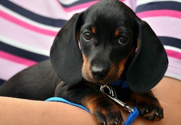 Kind-Hond