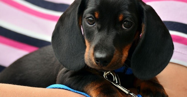 Kind_hond_pagebanner