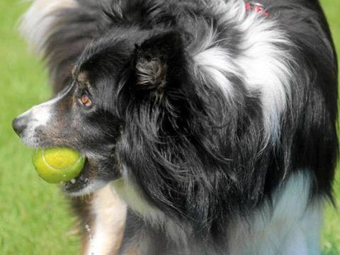 Flyball