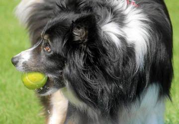 Flyball