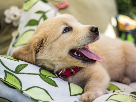Puppen