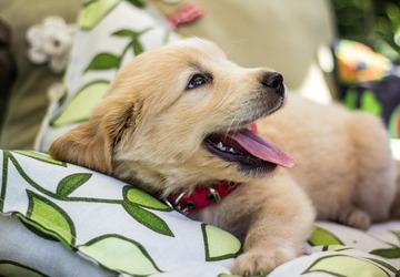 Puppen