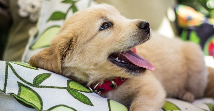 Goldenpup_pagebanner