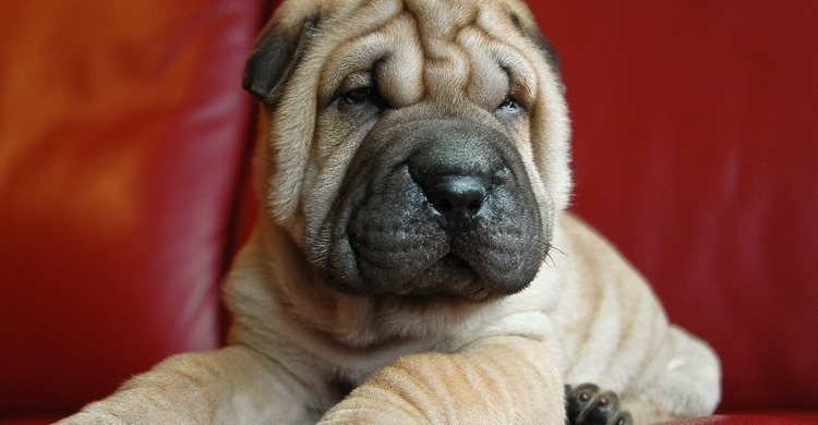 Sharpei_pagebanner