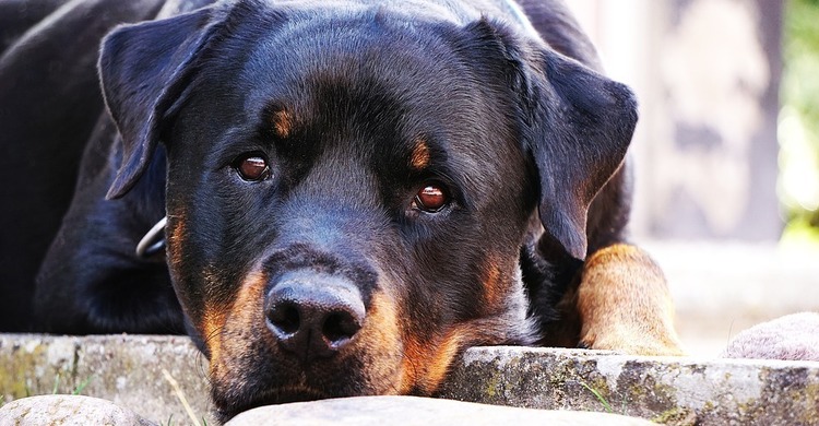 Rotweiler_pagebanner