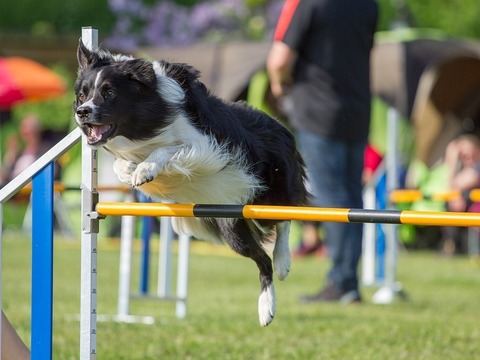 Agility
