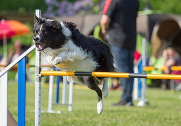Agility