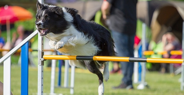 Agility_pagebanner