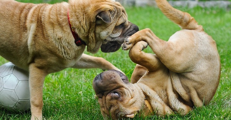 Sharpei_pagebanner