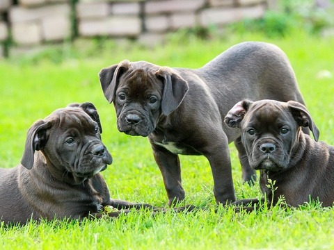 puppen