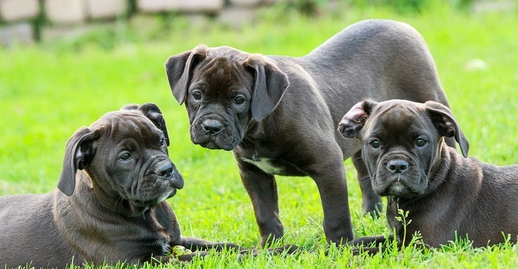 Pups_pagebanner