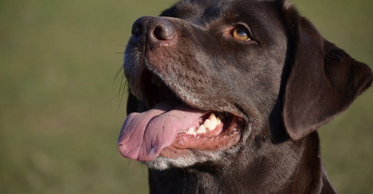 Obedience_pagebanner