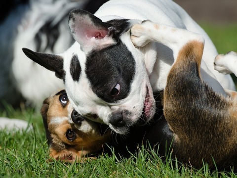 Spelende puppen