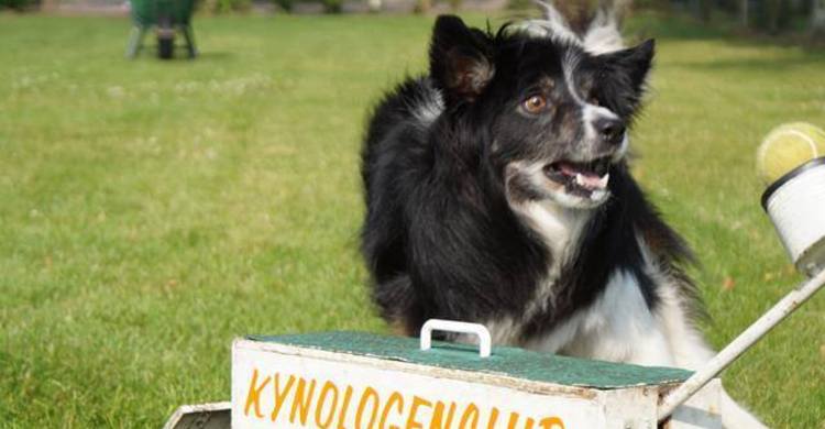 Kchoogeveenflyball_pagebanner