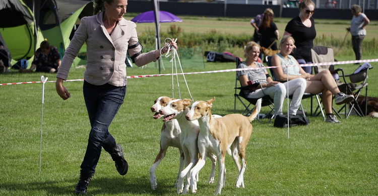 Fokkerijklas_podenco_ibicenco_-_fokker__van_oxymoron__pagebanner