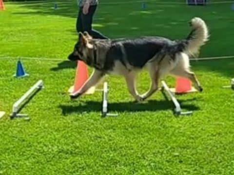 Cirkeltraining