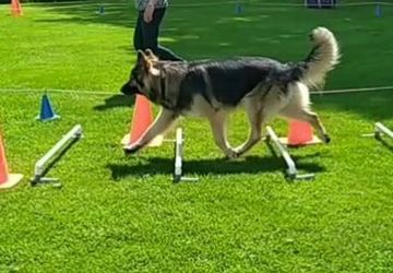 Cirkeltraining
